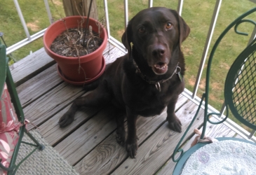 nancy-dog3
